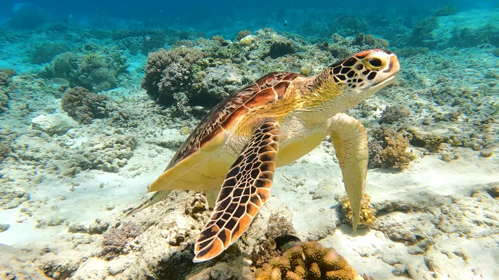 Swimming with turtles